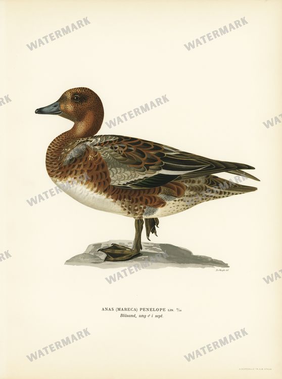 Birds Vintage Prints