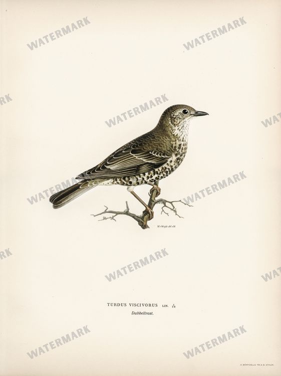Birds Vintage Prints