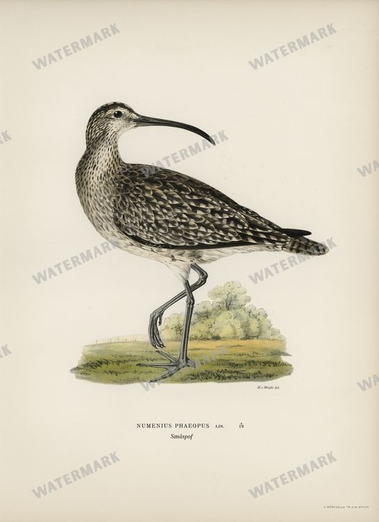 Birds Vintage Prints