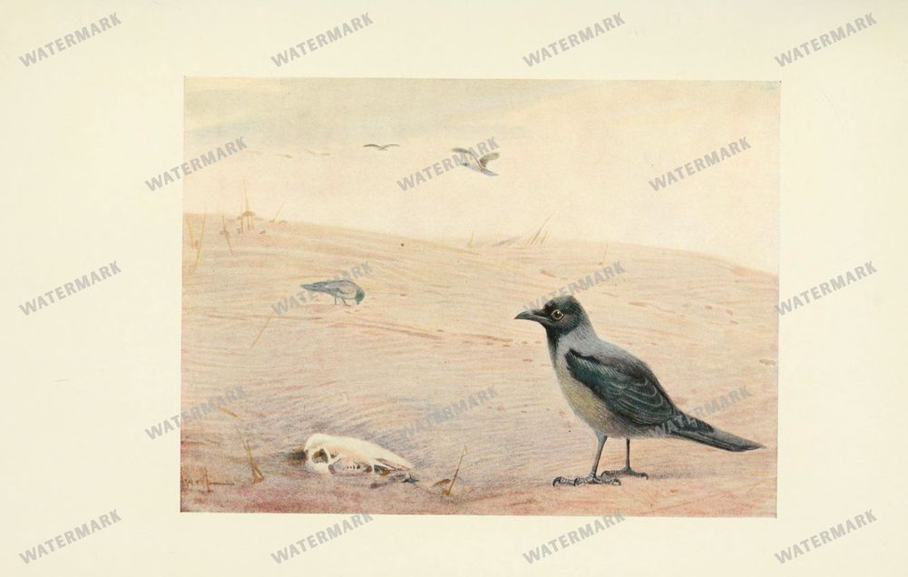 Birds Vintage Prints