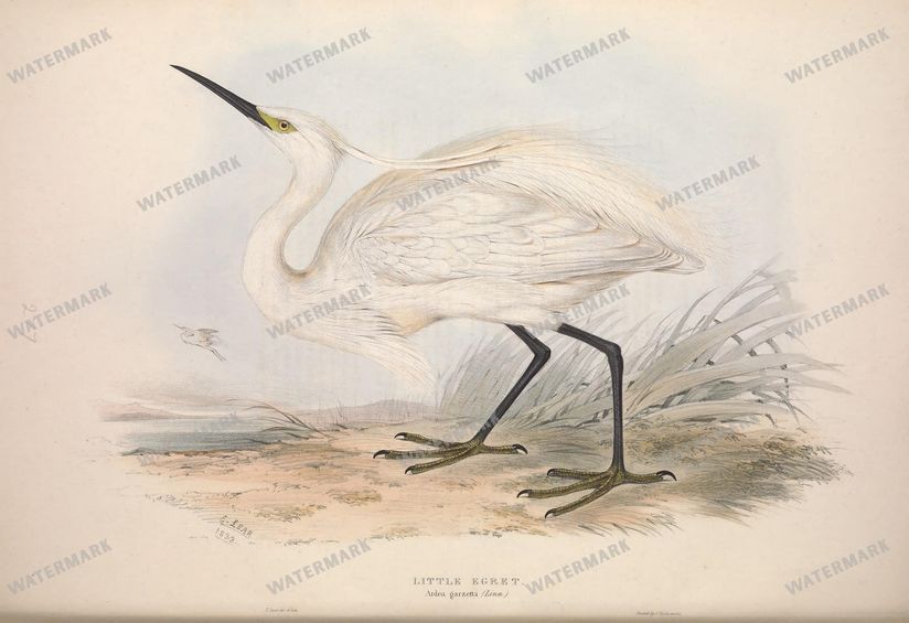 Birds Vintage Prints