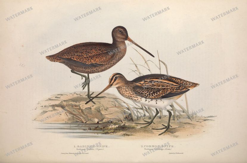 Birds Vintage Prints