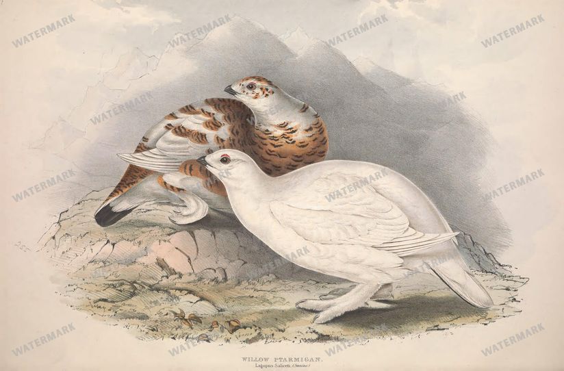 Birds Vintage Prints