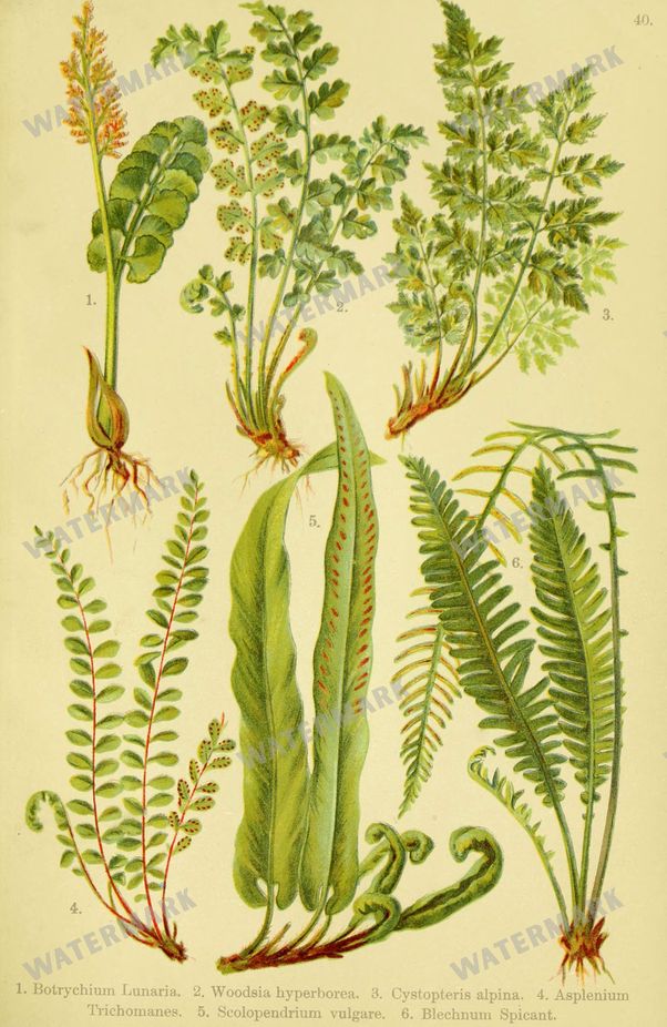 Botanical Alpen-Flora Vintage Prints