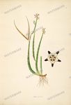 Botanical Plant Vintage Prints