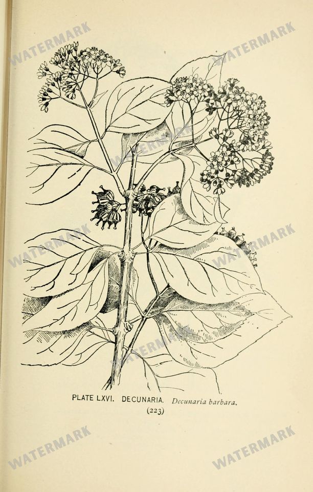 Botanical Sketches Vintage Prints