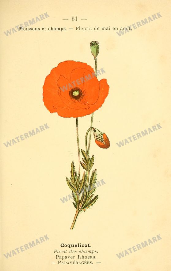 Botanical Vintage Prints