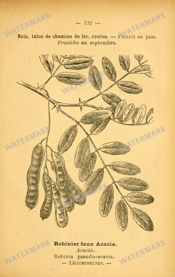 Botanical Vintage Prints