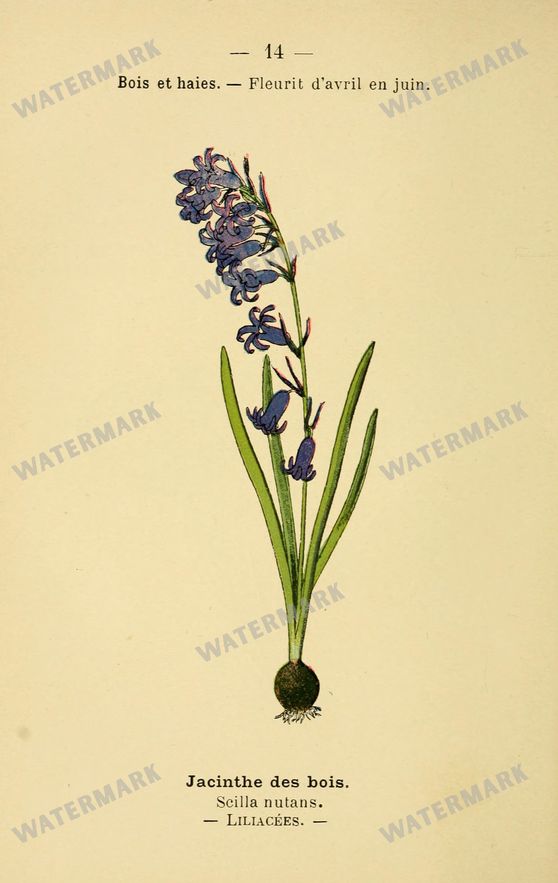 Botanical Vintage Prints