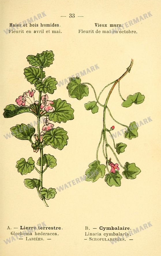 Botanical Vintage Prints