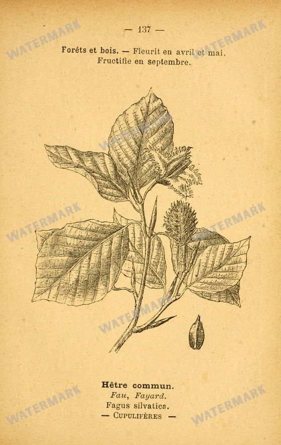 Botanical Vintage Prints
