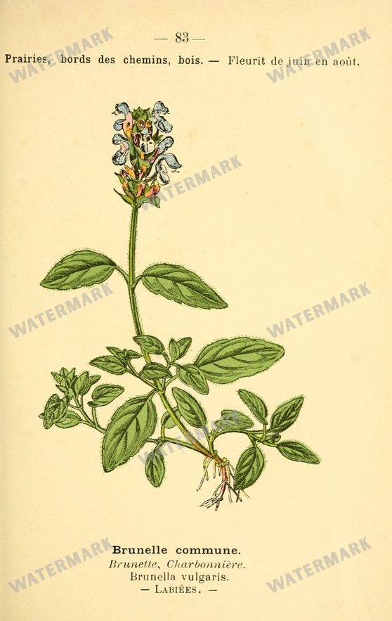 Botanical Vintage Prints