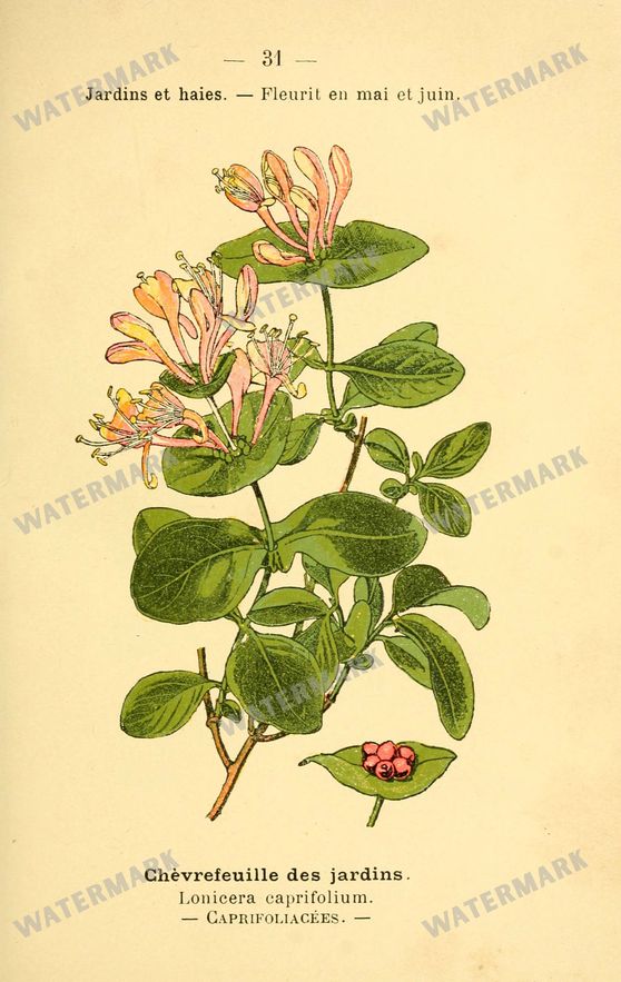 Botanical Vintage Prints