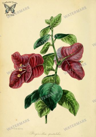Botanical Vintage Prints