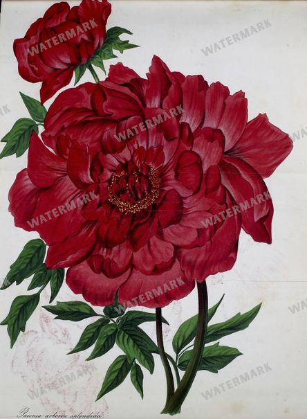 Botanical Vintage Prints