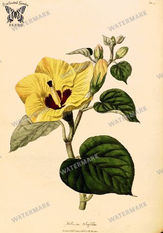 Botanical Vintage Prints