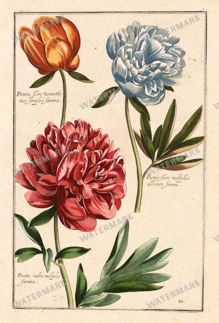 Botanical Vintage Prints