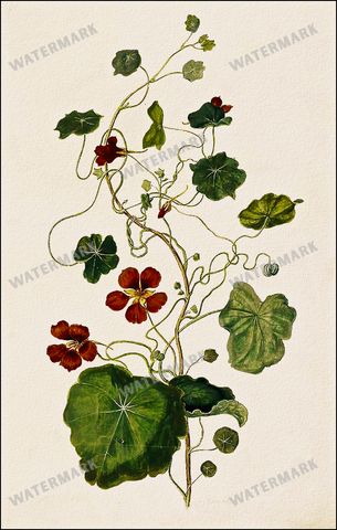 Botanical Vintage Prints