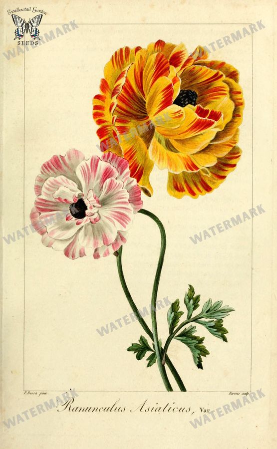 Botanical Vintage Prints