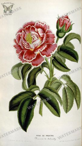 Botanical Vintage Prints