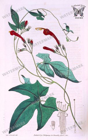 Botanical Vintage Prints