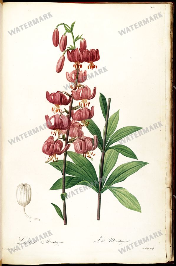Botanical Vintage Prints