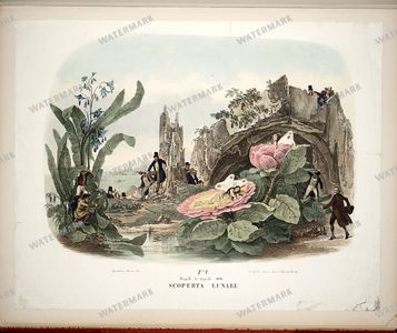 Botanical Vintage Prints