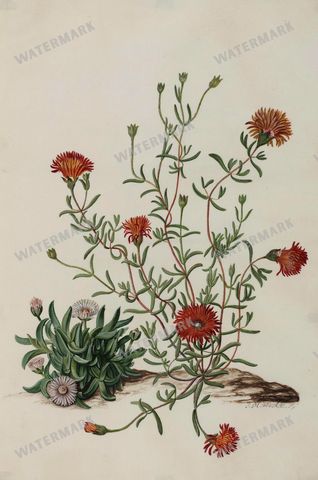 Botanical Vintage Prints