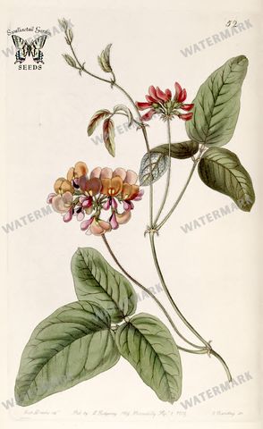 Botanical Vintage Prints