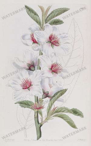 Botanical Vintage Prints
