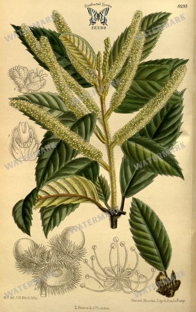 Botanical Vintage Prints