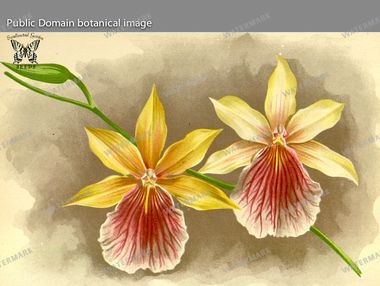 Botanical Vintage Prints