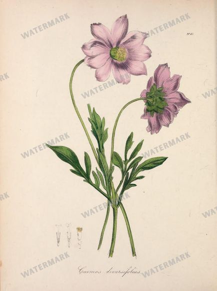 Botanical Vintage Prints