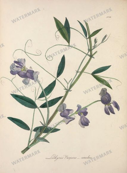 Botanical Vintage Prints