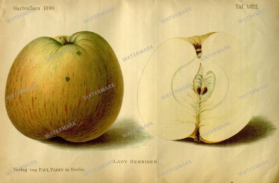 Botanical Vintage Prints