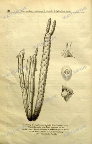 Botanical Vintage Prints