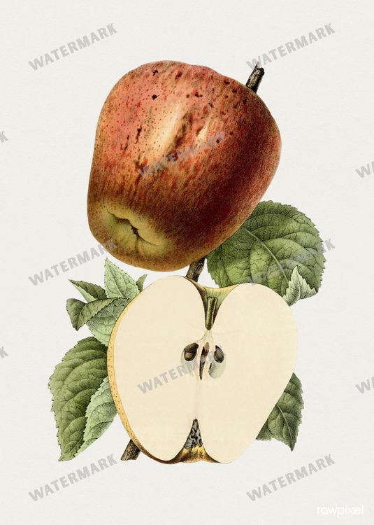 Botanical Vintage Prints