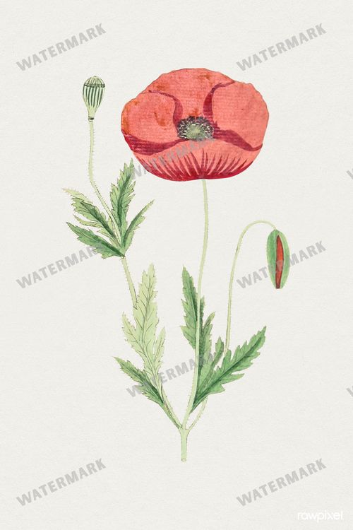 Botanical Vintage Prints