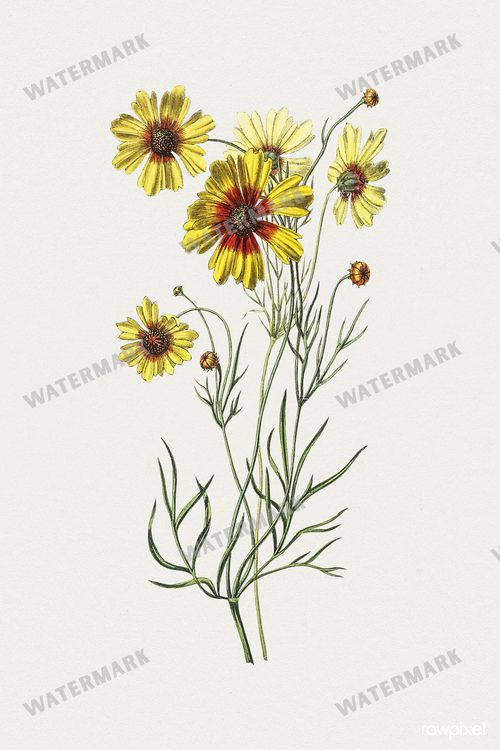 Botanical Vintage Prints
