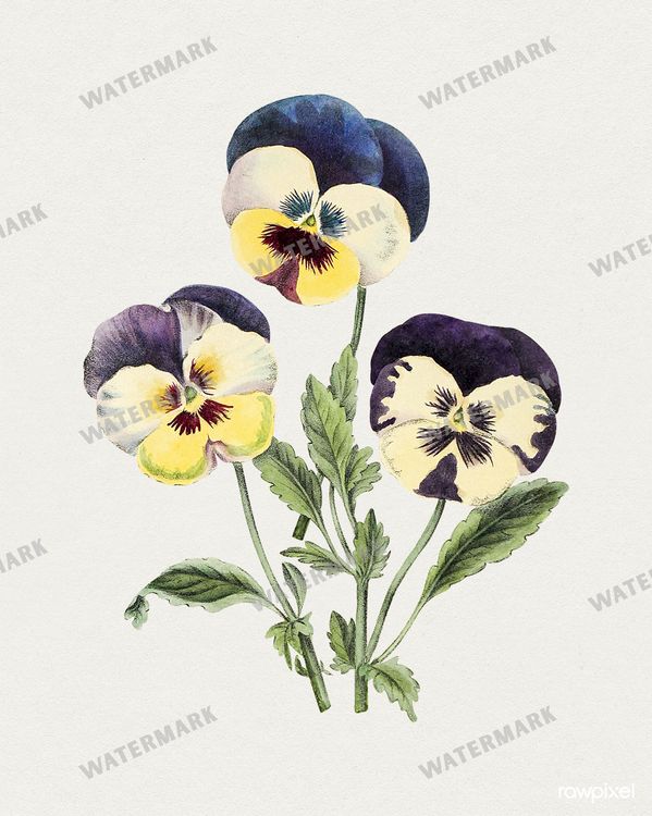 Botanical Vintage Prints