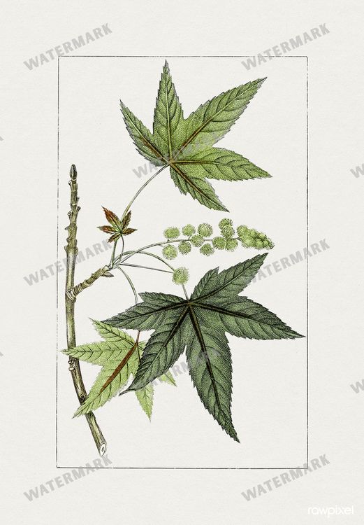 Botanical Vintage Prints
