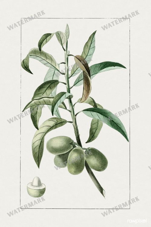 Botanical Vintage Prints
