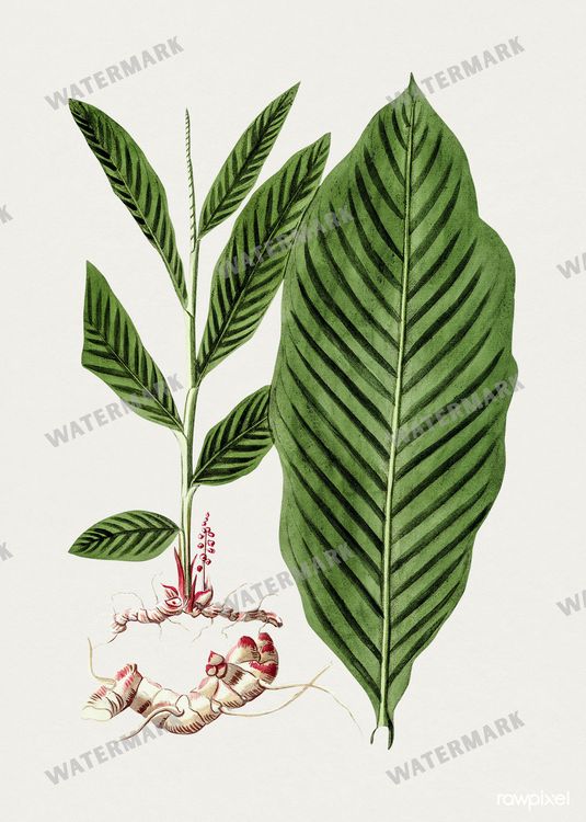 Botanical Vintage Prints