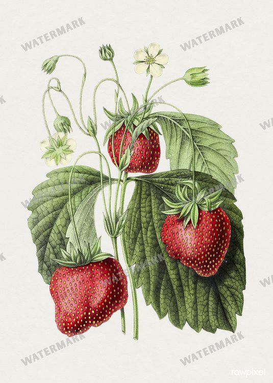 Botanical Vintage Prints