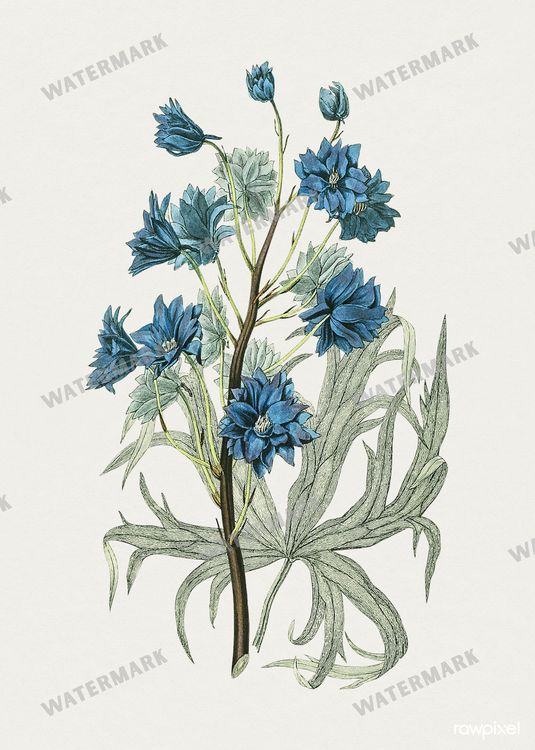 Botanical Vintage Prints