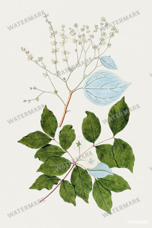 Botanical Vintage Prints