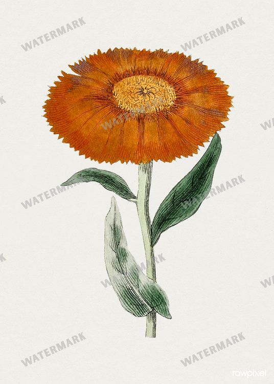 Botanical Vintage Prints