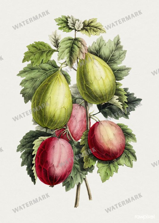 Botanical Vintage Prints