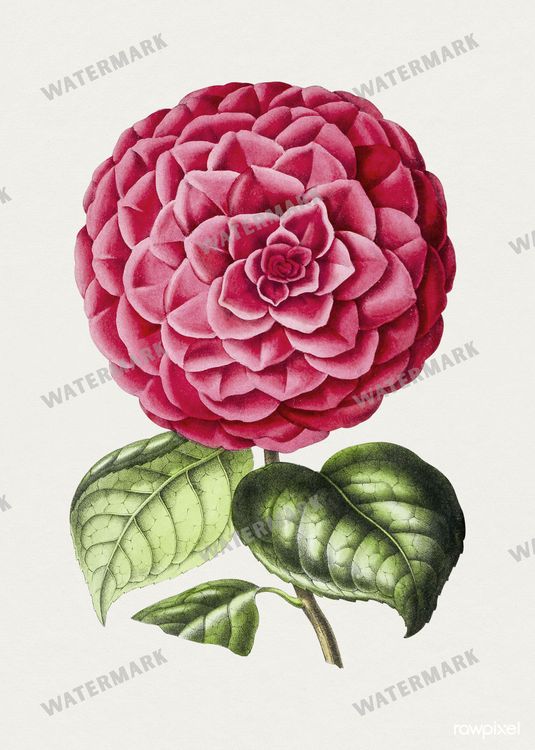 Botanical Vintage Prints