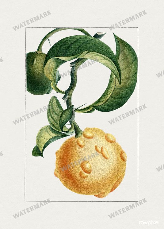 Botanical Vintage Prints